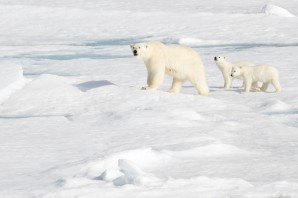 Croisière Ponant - Cruising Arctic Norway: Glaciers, Ice Floes, and Polar Bears